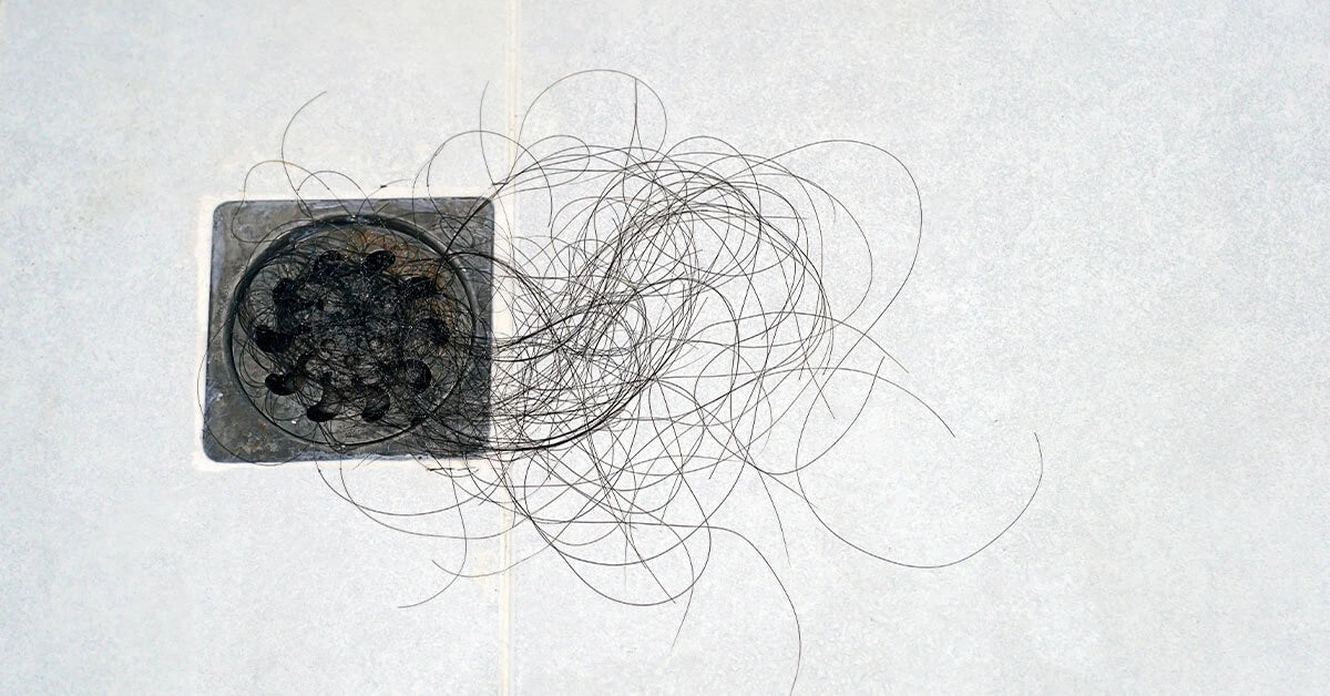 Shed hair collected around a shower drain
